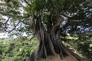 Poilón, der große Kapokbaum