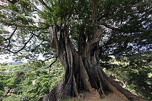 Poilón, der große Kapokbaum