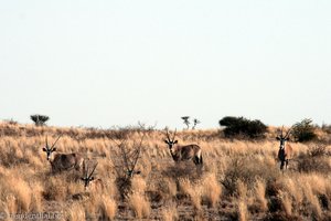 Oryx Antilopen in der Abendsonne der Kalahari