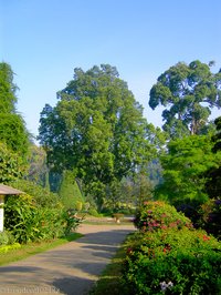 Spazierweg durch den Botanischen Garten von Peredeniya