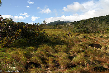 Graslandschaft bei Rincón de la Vieja