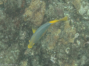 Spanischer Schweinsfisch (Spanish Hogfish, Bodianus rufus)