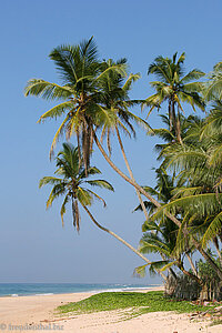 Palmen am Strand von Koggala