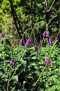 Ende März gibt es nur wenige Blüten im Aguti Reserve.