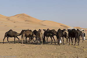 Kamelfütterung bei den Jebali-Hirten in der Rub al-Khali