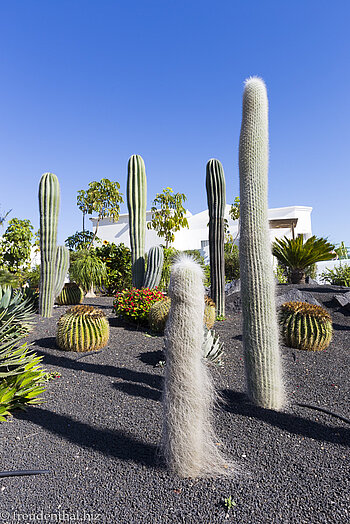 Haarige Kakteen im Bluesea Alyssa Suite Hotel bei Playa Blanca