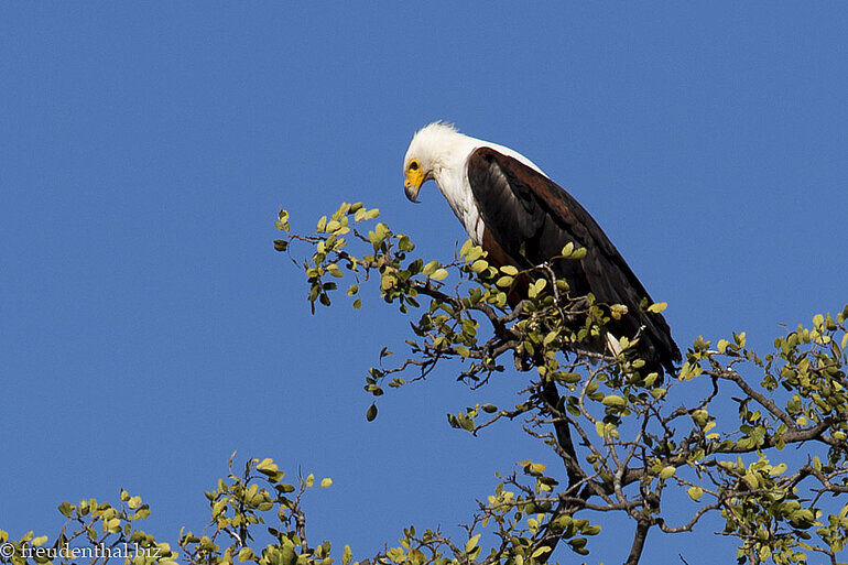 Schreiseeadler auf einem Strauch im Kruger Nationalpark