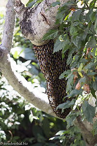 Bienenstock gleich neben unserem Bungalow - die sind harmlos!!!