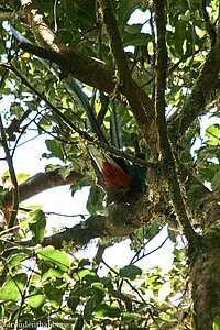 Quetzal