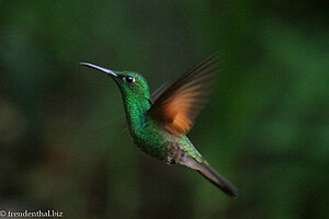 Grünscheitelbrillant (Green-crowned Brilliant, Heliodoxa jacula)