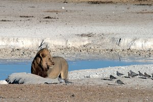 Löwe im Etosha Nationalpark