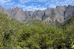 Blick über das Blätterdach auf die Caldera de Taburiente