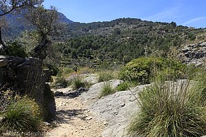 Wanderweg GR 221 zwischen Sóller und Deià