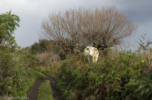 Eine Kuh am Wegesrand