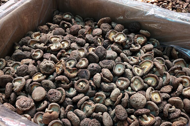 getrocknete Shiitake-Pilze (Lentinula edodes)