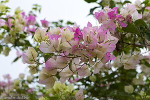 Bougainvillea auf dem Klosterberg La Popa