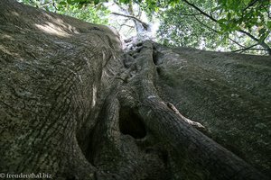Einer der Baumriesen im Nationalpark