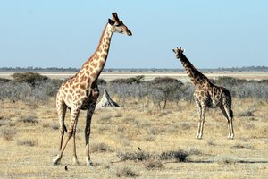 Giraffen in Etosha