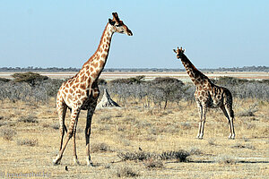 Giraffen in Etosha