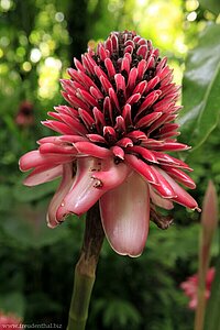 Rosa Ingwer (Etlingera elatior), Pink Torch Ingwer