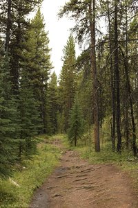 Trail zwischen dem Maligne Lake und Moose Lake