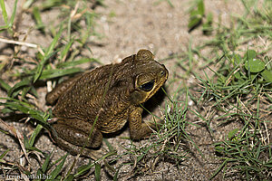 Frosch im Garten des Hukumeizi