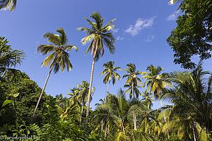 Palmen beim Strand des Cabo San Juan del Guia im Tayrona Nationalpark