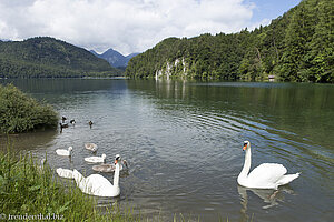 Alpsee