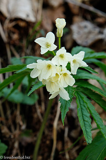 Fieder-Zahnwurz (Dentaria heptaphylla)