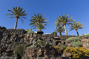 Dattelpalmen bei den Jameos del Agua