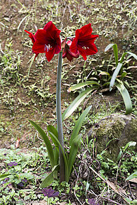 Amaryllis im Archaeological Park von San Agustín in Kolumbien