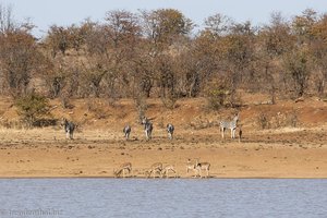 Zebras und Impalas am Sable Dam im Krüger Nationalpark