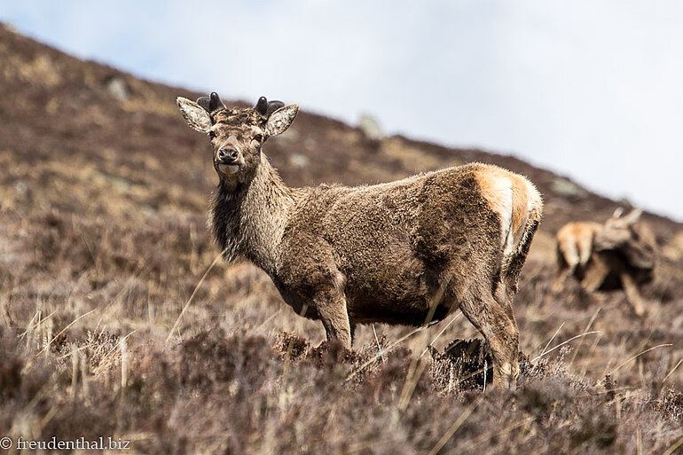 Hirschpopulation beim Glenmuick
