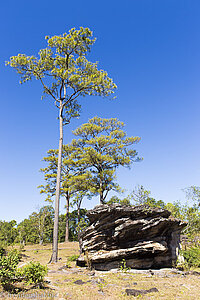 Kiefern auf dem Bolaven-Plateau