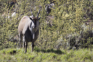 Elenantilope beim Tugela Gorge Trail im Royal Natal NP