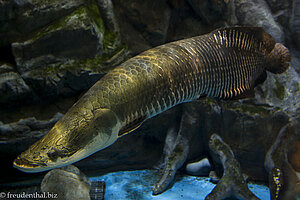 Arapaima im Hanwah Aqua Planet Jeju