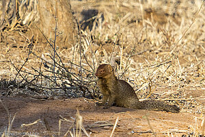 eine Schlankmanguste im Bushveld von Südafrika