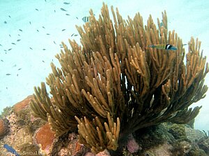 Korallen bei Jamesby, Tobago Cays