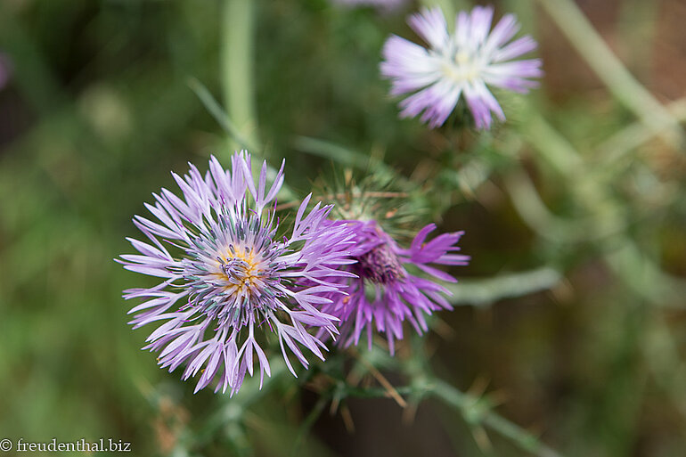 Blume an der Levada do Castelejo
