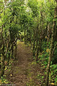 Wanderung nach Norte Pequeno auf Faial