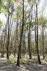 Besichtigung einer Kautschukplantage in Myanmar