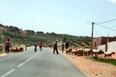 Schafherden auf dem Weg zum Tierarzt