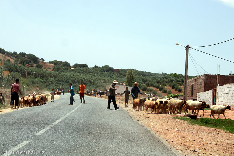 Schafherden auf dem Weg zum Tierarzt in Azrou