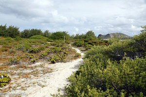 Spazierweg auf der Vogelschutzinsel Ilot Gabriel