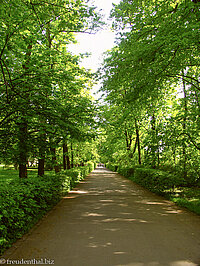 Allee im Lazienki-Park