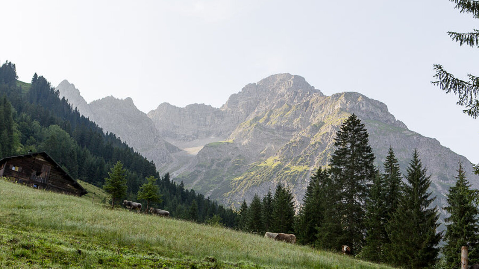 Aussicht auf das Felsmassiv Großer Widderstein im Kleinwalsertal