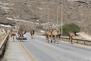 typisch für den Oman: Kamele auf der Straße