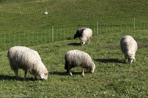 Schafe bei Oberstdorf im Allgäu