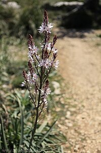 Blume am Wegrand