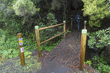 Steg in den Wald in Richtung El Pilar